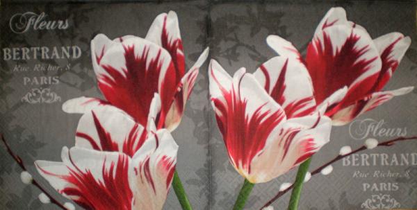 045 Tulpen (45)